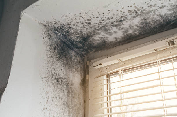 Trusted Mold Testing service in Barclay, NJ - Cheap Mold Removal