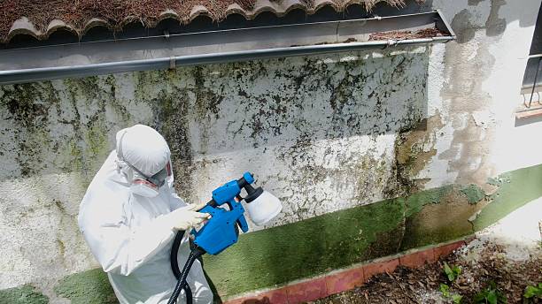 Top rated local Basement Mold Removal specialists in Barclay, NJ